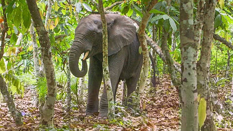 Baby elephant