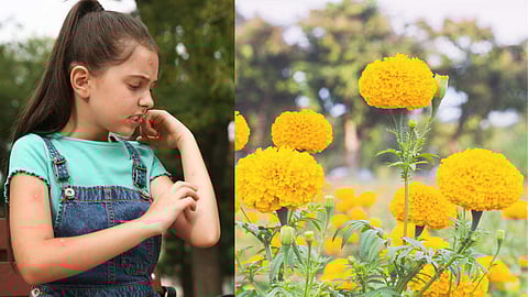 Plants that repel mosquitoes