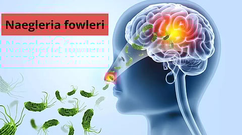 Brain eating amoeba