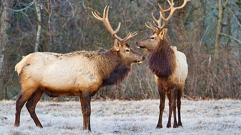 Reindeer Antlers - Interesting facts