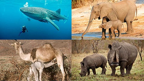 Organisms with long gestation period