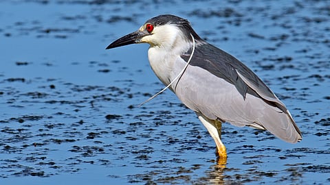 Black-crowned Night Heron
