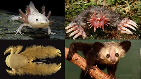 Strange creatures