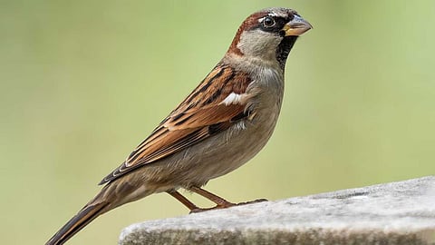 Some experiences with birds indoors