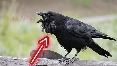 Crow