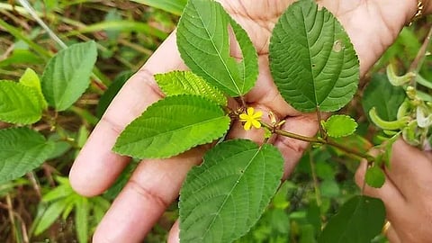 Pinnakku keerai health benefits