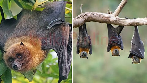 Is it a nocturnal bird or an animal?