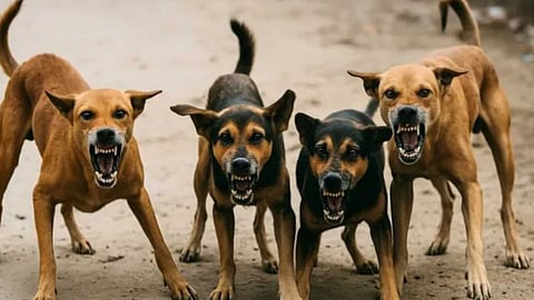 street dogs problem