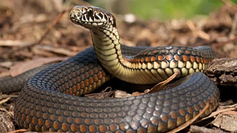 Things to do to keep snakes from approaching us