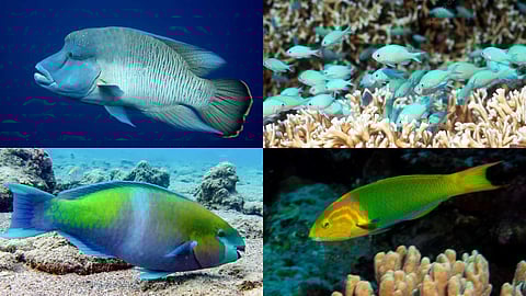 The secrets of the green fish that protect the beauty of the sea
