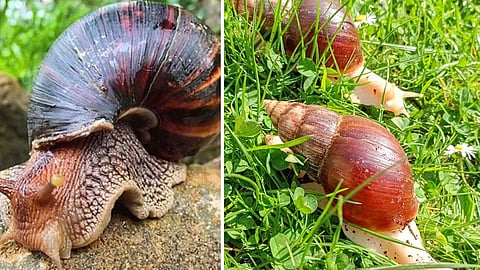 Dangerous African giant snails