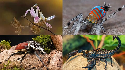 Insect species more valuable than gold