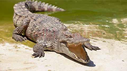 All kinds of crocodiles