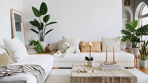 Benefits of keeping plants indoors