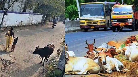 Dangers caused by cows roaming on the road
