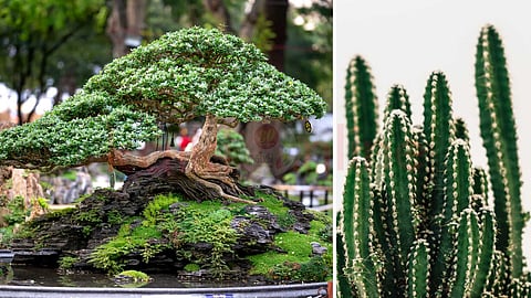 Plants and trees