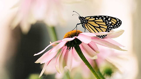 butterfly