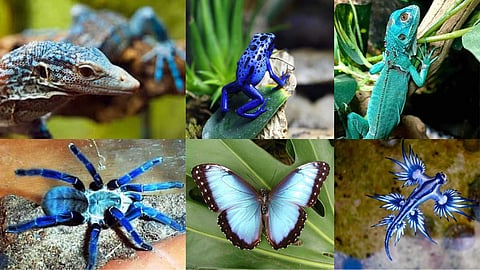 Blue Colour Wonder Creatures
