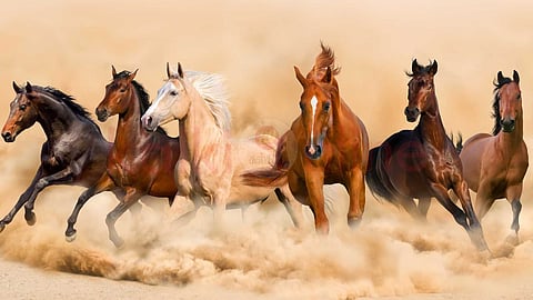 Care of horses
