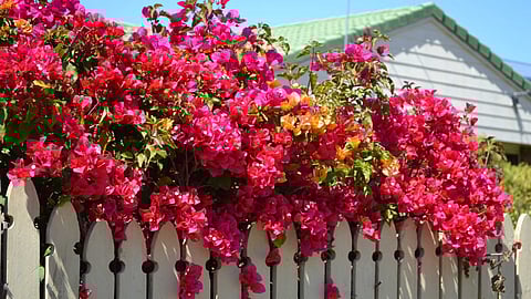 Bougainvillea plant cultivation
