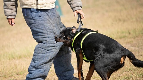 Treatment for Dog bite