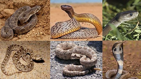 The most venomous snakes