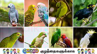 World's most talkative birds