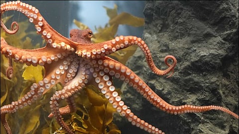 giant pacific octopus