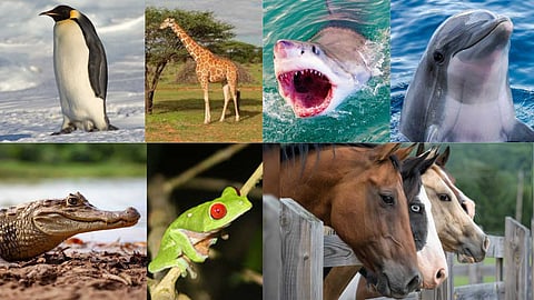 Animals that sleep with their eyes open