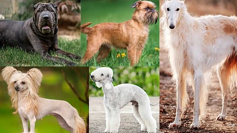 Weird dogs