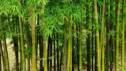 The role of bamboo in environmental protection