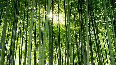 Secret behind bamboo's entry into Guinness