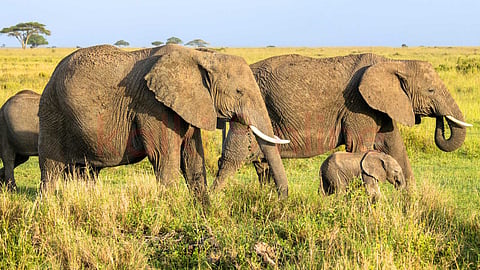 habits of elephants