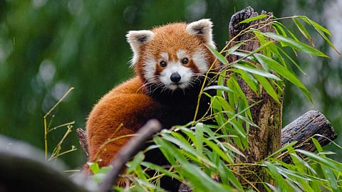 The wonderful world of the red panda!
