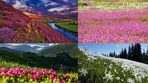Valley of Flowers