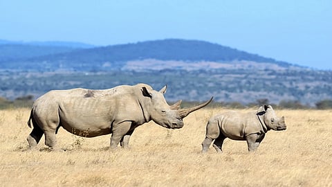 rhinoceros