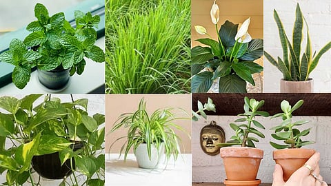 Plants that provide clean air