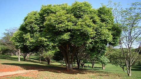 One solution for rain, wind, health, and wealth