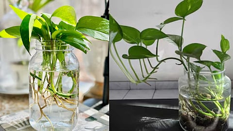 Plants growing in water