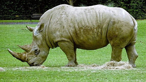 Interesting facts about the rhinoceros