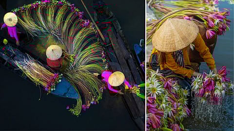 lily harvesting