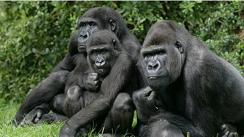 World Gorilla Day