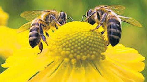 Bee collecting nectar from a flower