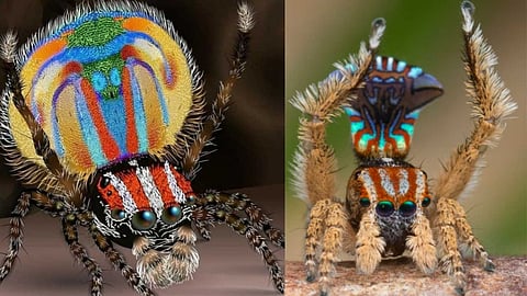 Peacock Spiders
