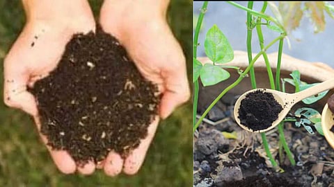 Uses of used tea leaves
