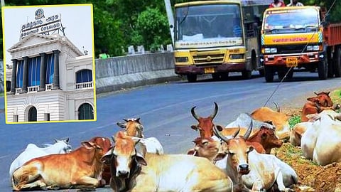 Livestock - Accident