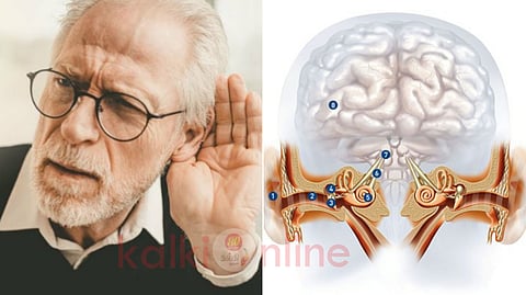 Connection between ear and brain