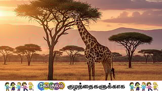 African Netizen Giraffe