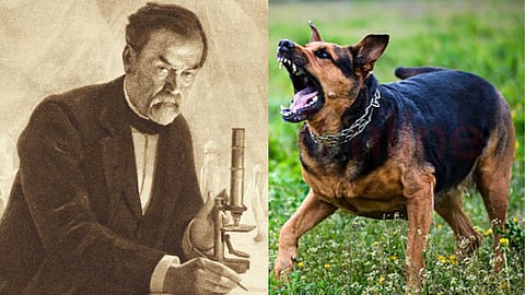 Louis Pasteur, the discoverer of the rabies vaccine