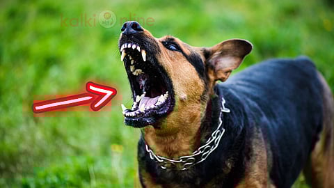 Rabies